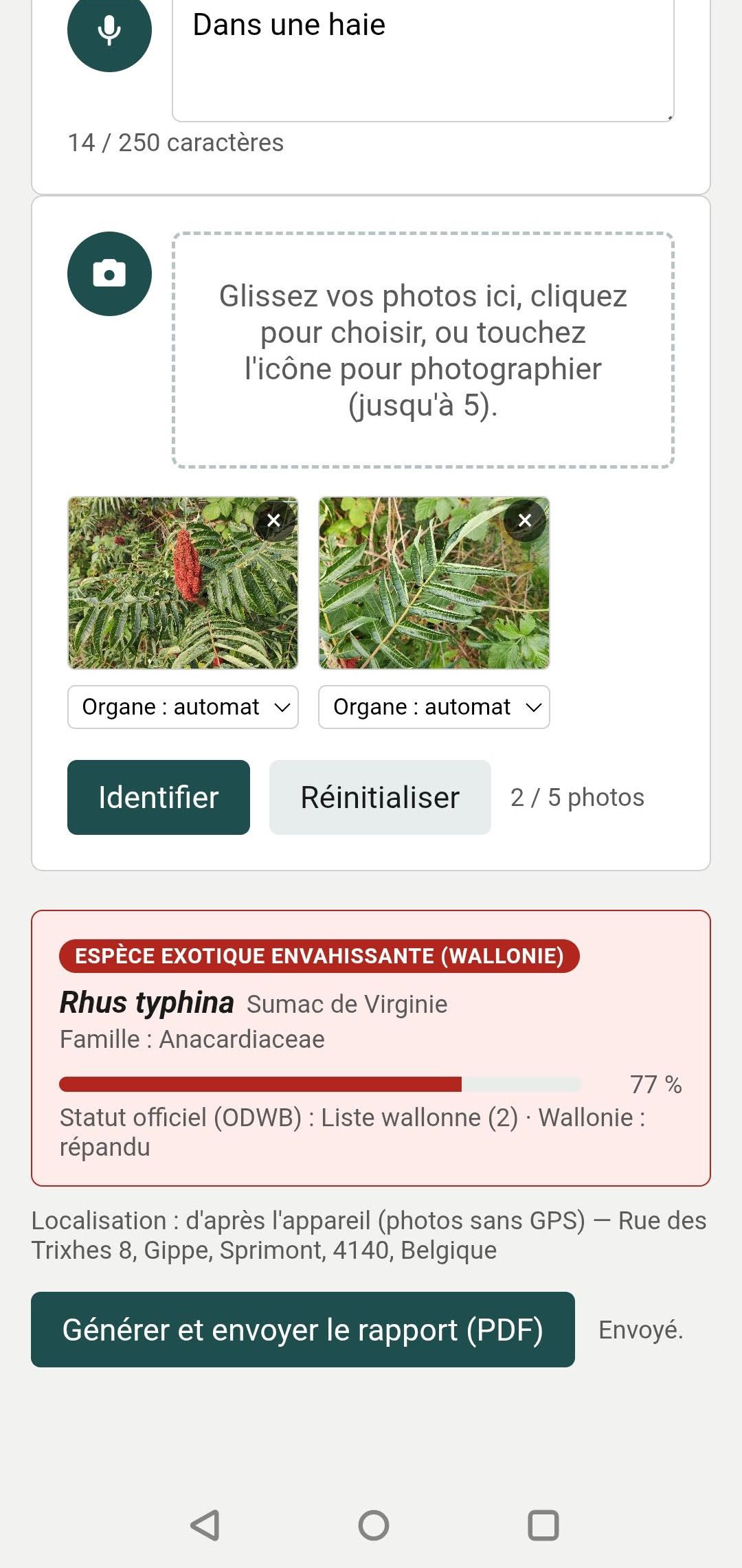 Résultat : Rhus typhina, statut officiel liste wallonne et génération du rapport PDF